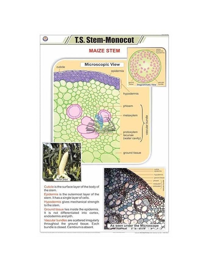 T.S Stem Monocot Chart